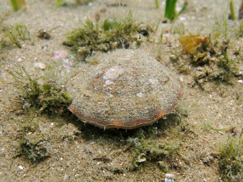 Flexopecten glaber (Linnaeus, 1758)